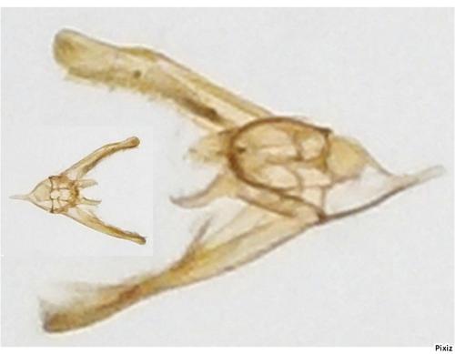 Elachista sp.